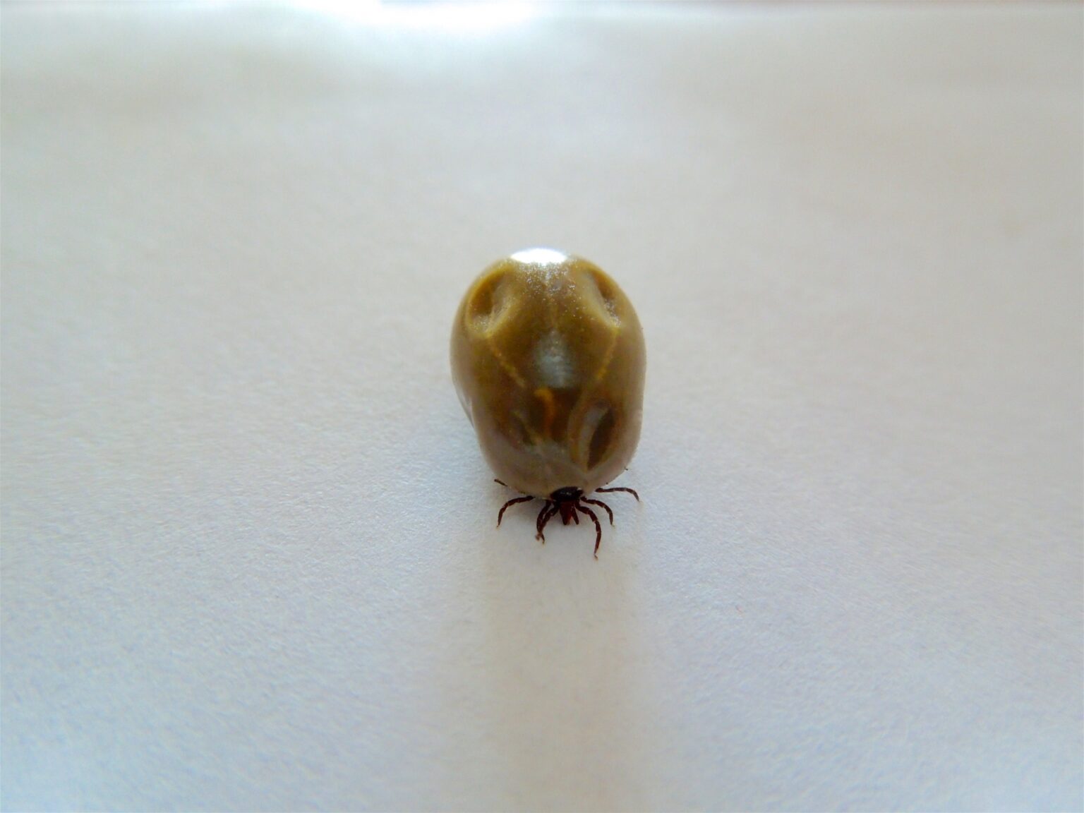 ダニ刺されの特徴と見分け方！ 家で刺されやすい他の虫との違いは？