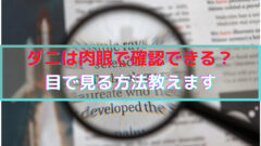 ダニの大きさはどれくらい ダニが見えない理由と目で見る方法とは ダニ対策クラブ